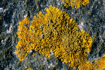Calopaca thallincola, Lichen