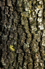 Quercus ilex, Chéne vert