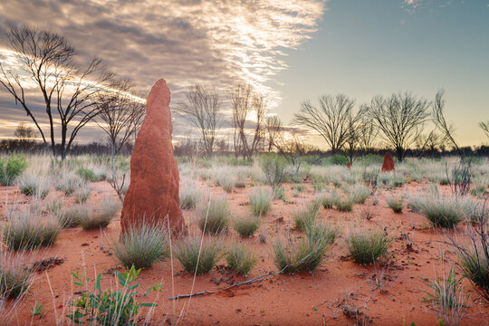 Termite mound in outback landscape Northern Territory