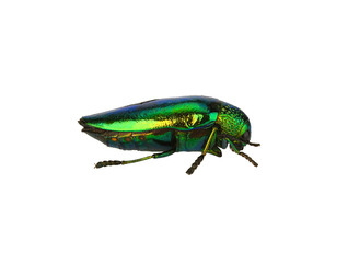 Jewel beetle (Buprestidae) on transparen png.