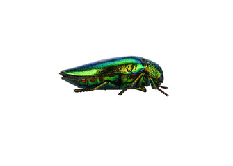 Jewel beetle (Buprestidae) on transparen png.