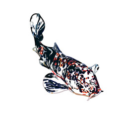 Koi fish color sketch with transparent background