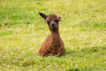 Cute alpaca baby sitting on the grass