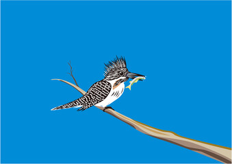 Obraz premium 小魚を獲って木の枝に止まっているヤマセミ