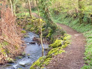 Whispers of Nature: A Serene Journey Through the Enchanting Woodlands and Flowing Streams of Stadt Weg, Wattwiller, Alsace, France - A Tranquil Haven of Peace and Harmony