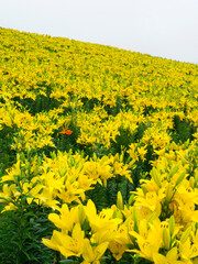 一面のユリの花