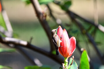 Female Olive - backed Sunbird
