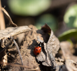 The Coccinella septempunctata, commonly known as the seven-spot ladybird, is a charming and beloved insect. Its vibrant red shell, adorned with seven distinctive black spots.