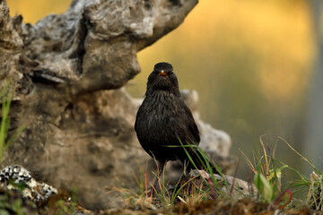 mirlo (Turdus merula) en el suelo 