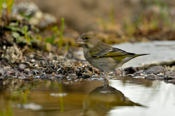 verderón europeo o verderón común​ (Chloris chloris)​ reflejado en el agua del estanque