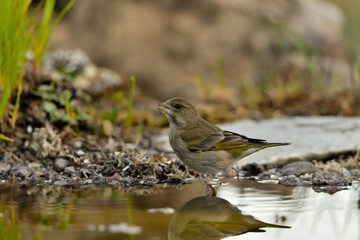 Fototapeta premium verderón europeo o verderón común (Chloris chloris)