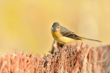 lavandera cascadeña (Motacilla cinerea) posada en un arbusto 