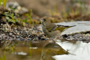 verderón europeo o verderón común (Chloris chloris)