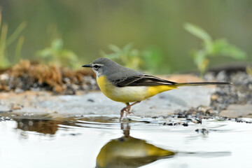  lavandera cascadeña (Motacilla cinerea) reflejada en el agua del estanque