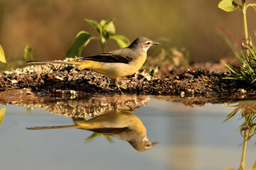  lavandera cascadeña (Motacilla cinerea) reflejada en el agua del estanque