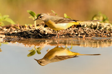  lavandera cascadeña (Motacilla cinerea) reflejada en el agua del estanque