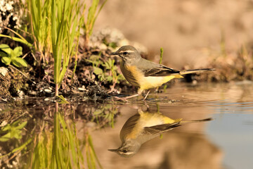  lavandera cascadeña (Motacilla cinerea) reflejada en el agua del estanque