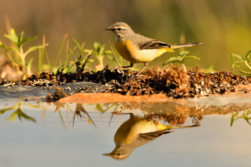  lavandera cascadeña (Motacilla cinerea) reflejada en el agua del estanque