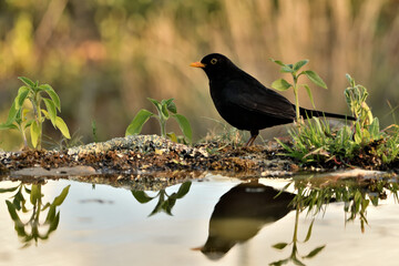 mirlo (Turdus merula) posado en el borde del estanque 
