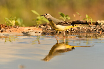  lavandera cascadeña (Motacilla cinerea) reflejada en el agua del estanque