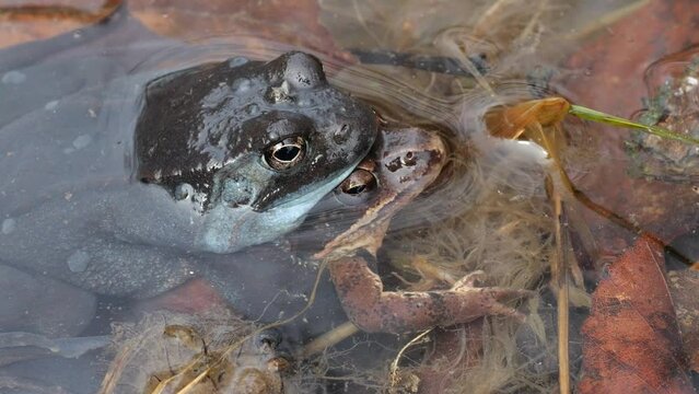 Mating in frogs in the pond in spring.