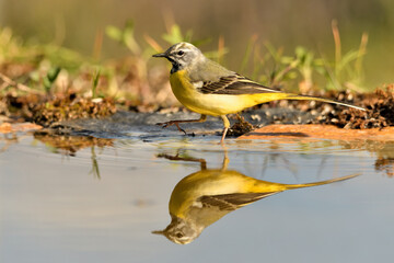  lavandera cascadeña (Motacilla cinerea) reflejada en el agua del estanque