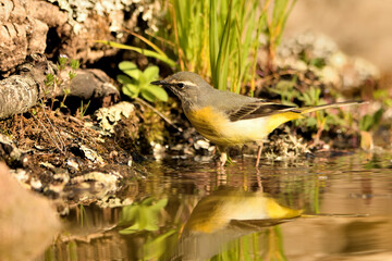  lavandera cascadeña (Motacilla cinerea) reflejada en el agua del estanque