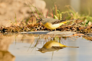  lavandera cascadeña (Motacilla cinerea) reflejada en el agua del estanque