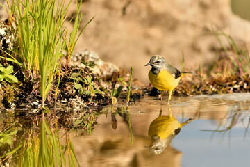  lavandera cascadeña (Motacilla cinerea) reflejada en el agua del estanque