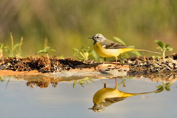  lavandera cascadeña (Motacilla cinerea) reflejada en el agua del estanque