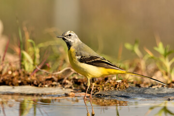  lavandera cascadeña (Motacilla cinerea) reflejada en el agua del estanque