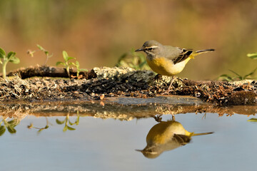  lavandera cascadeña (Motacilla cinerea) reflejada en el agua del estanque