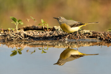  lavandera cascadeña (Motacilla cinerea) reflejada en el agua del estanque