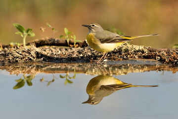  lavandera cascadeña (Motacilla cinerea) reflejada en el agua del estanque