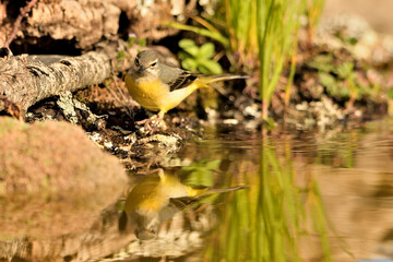 lavandera cascadeña (Motacilla cinerea) reflejada en el agua del estanque
