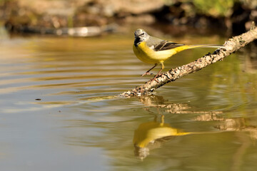  lavandera cascadeña (Motacilla cinerea) reflejada en el agua del estanque