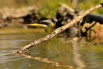  lavandera cascadeña (Motacilla cinerea) reflejada en el agua del estanque