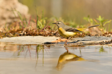  lavandera cascadeña (Motacilla cinerea) reflejada en el agua del estanque