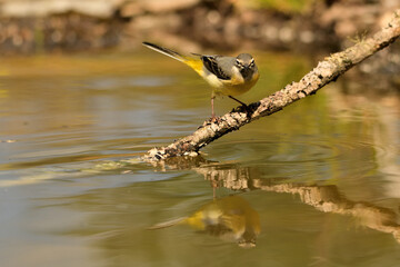  lavandera cascadeña (Motacilla cinerea) reflejada en el agua del estanque