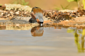 pinzón vulgar (Fringilla coelebs) bebiendo agua en el estanque 