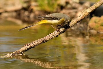  lavandera cascadeña (Motacilla cinerea) reflejada en el agua del estanque