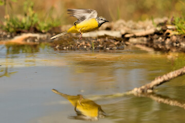  lavandera cascadeña (Motacilla cinerea) en vuelo