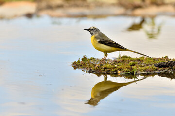  lavandera cascadeña (Motacilla cinerea) reflejada en el agua del estanque
