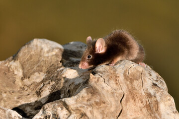 ratón domestico en un tronco seco