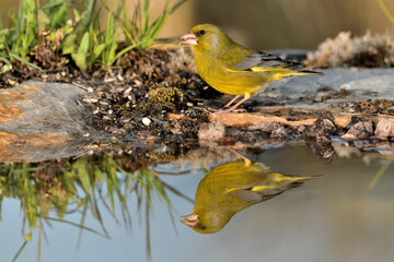 verderón europeo o verderón común​ (Chloris chloris)​ reflejado en el agua del estanque
