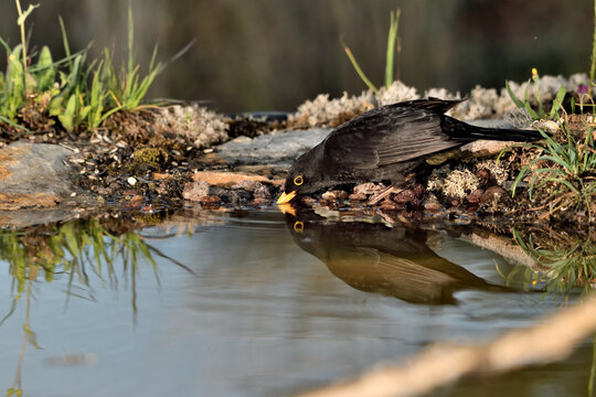 mirlo (turdus merula) posado en el borde del estanque bebiendo agua