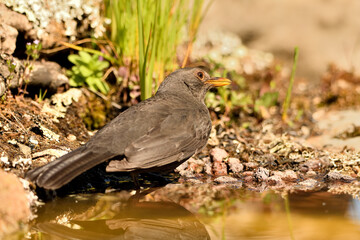 mirlo (turdus merula) posado en el borde del estanque