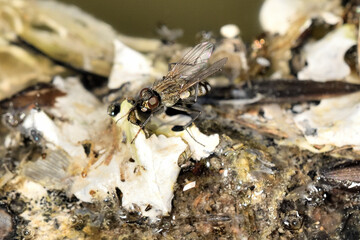  mosca doméstica (Musca domestica)