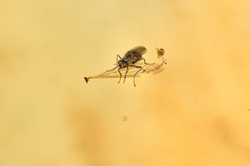  mosca doméstica (Musca domestica)