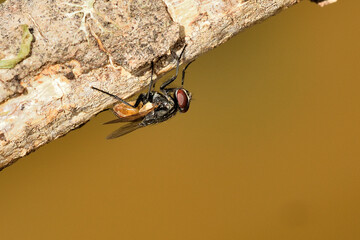  mosca doméstica (Musca domestica)